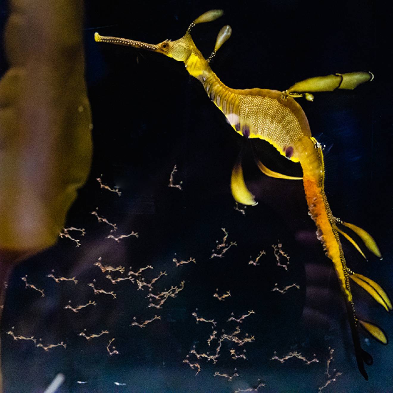 A yellow weedy seadragon in a dark tank