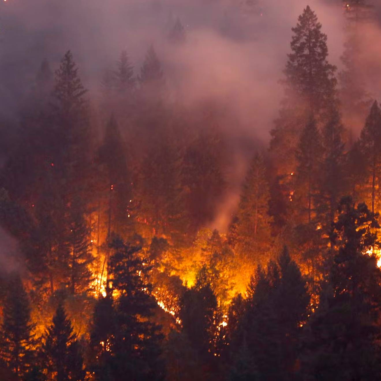 Flames through a pine forest