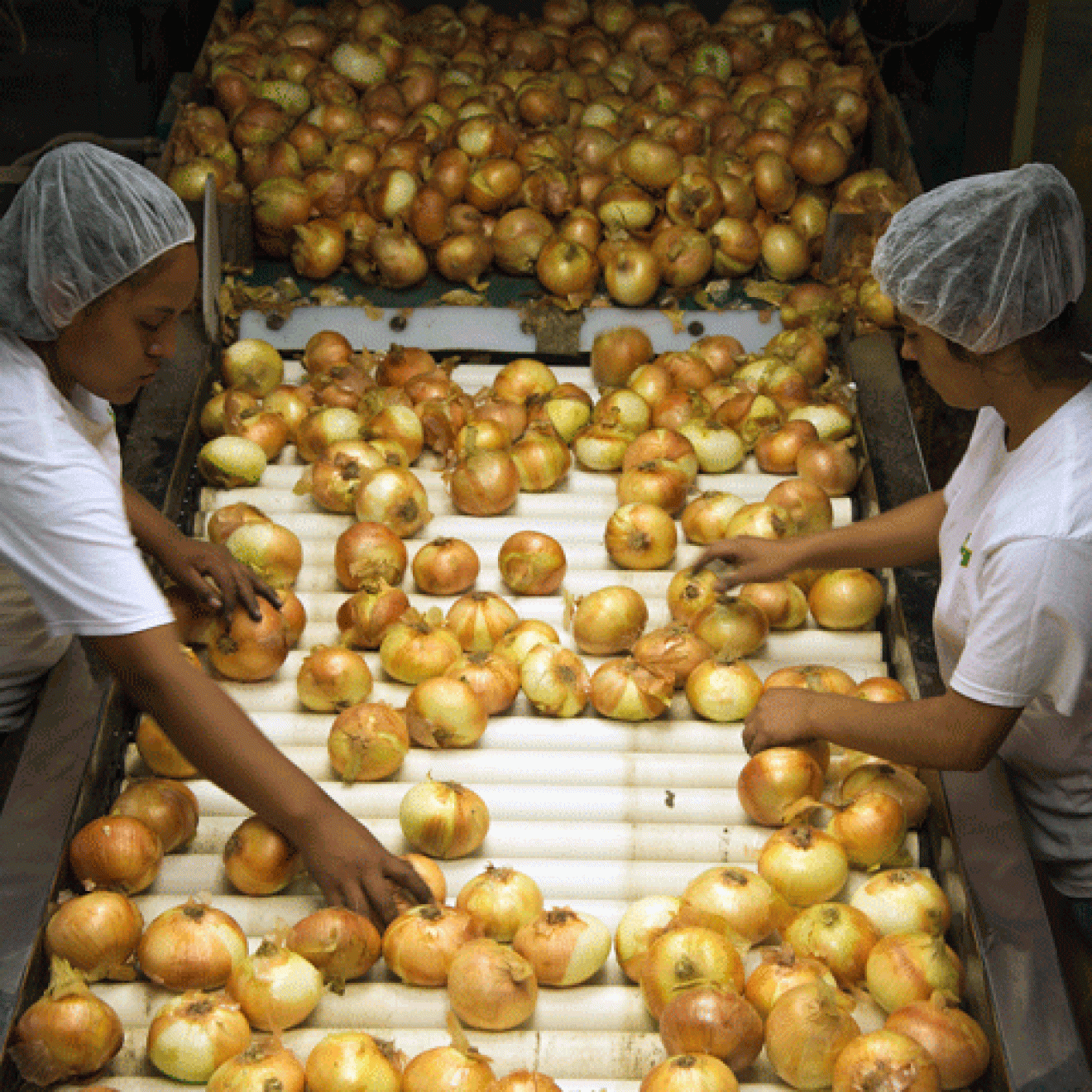 Women in hair nets sorting onions on a conveyer belt