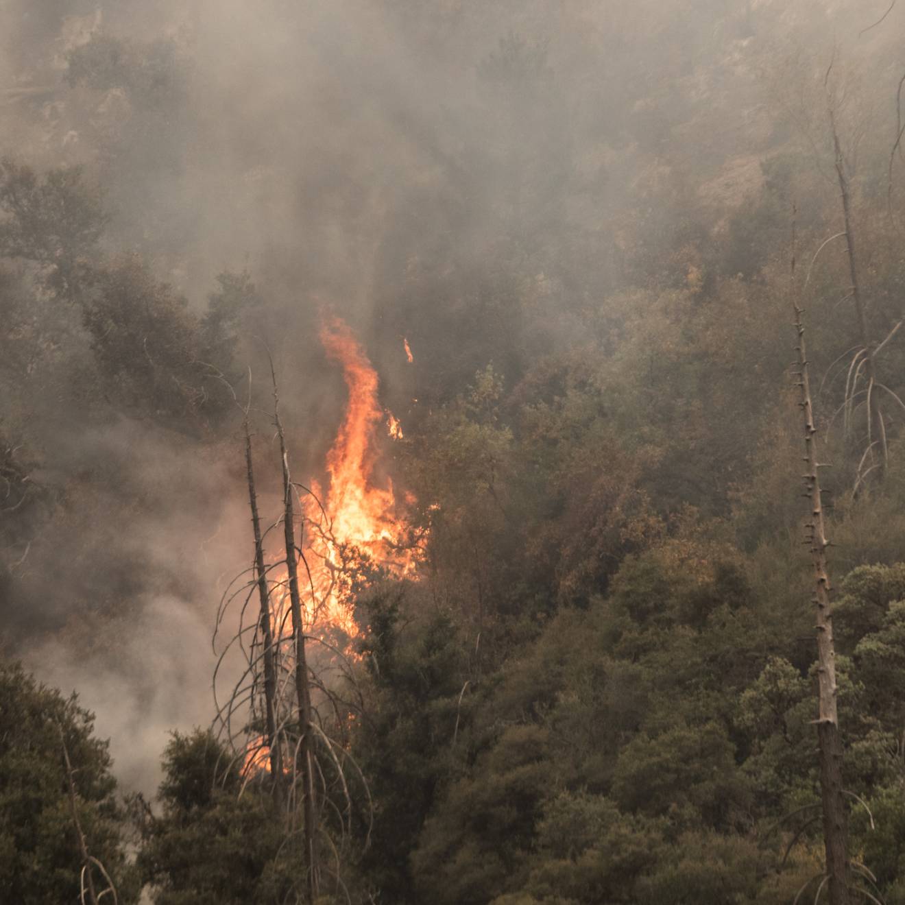 A wildfire burning in a forest in Yucaipa, California