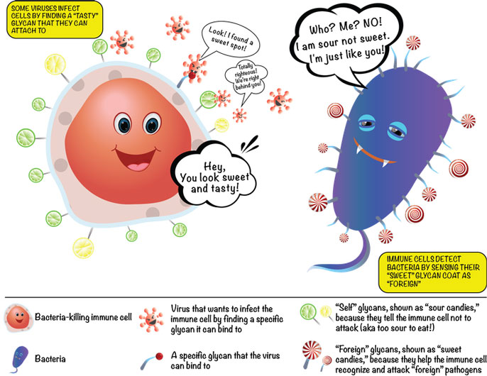 Sugars on cell diagram