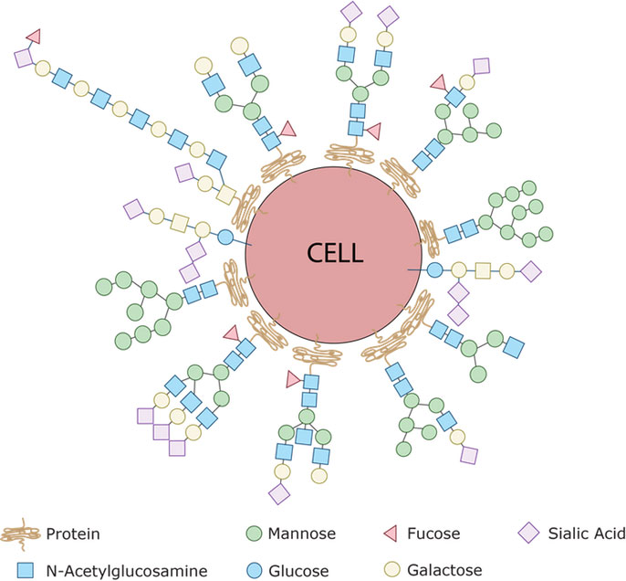 Sugars on cell diagram