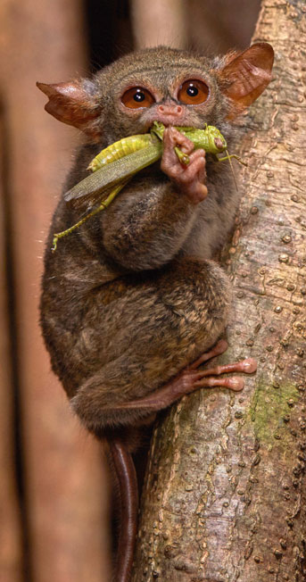 Tarsier chews a grasshopper