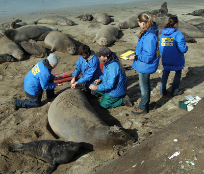 UCSC team with elephant seal