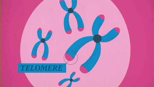 Telomere animation