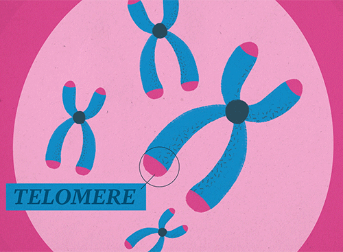 Telomere animation