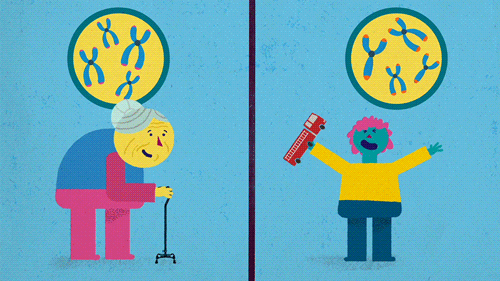 Teleomeres in old people compared to young people animation