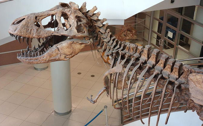 T Rex at UC Berkeley Museum of Paleontology