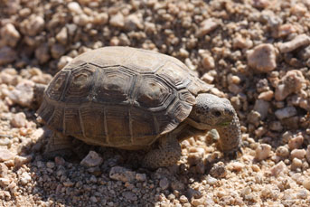 Desert tortoise