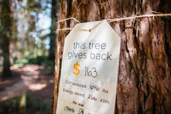 Tree with environmental information on it