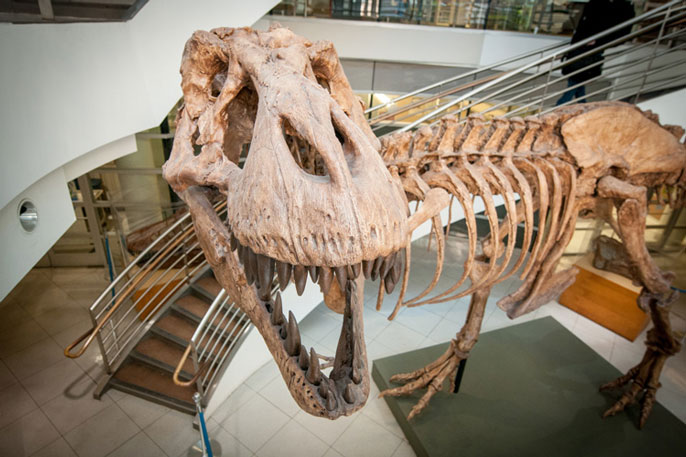 T. Rex skeleton roaring in museum