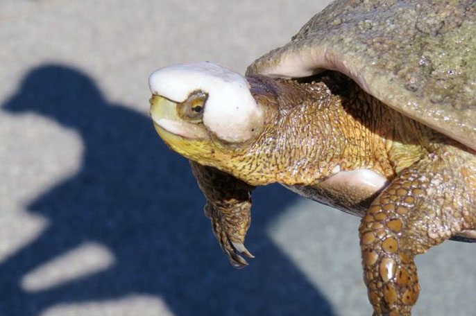 Turtle head UCLA