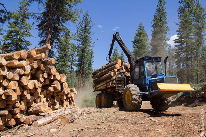 Tractor carrying logs in the forest