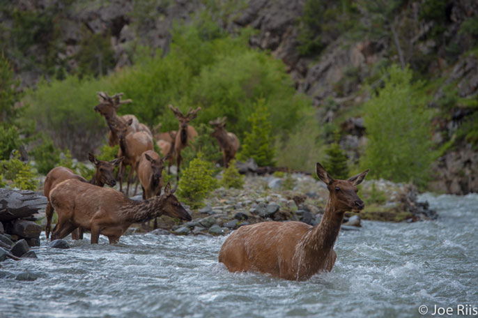 Elk