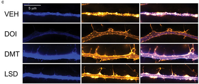 cortical neurons tested in rows