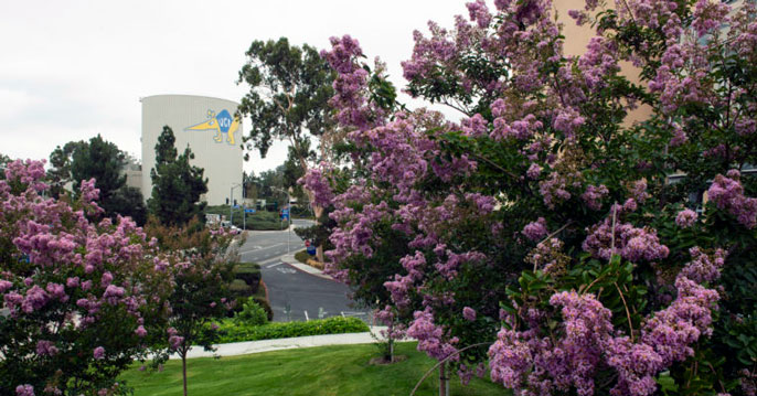 UC Irvine watertower framed by flowers