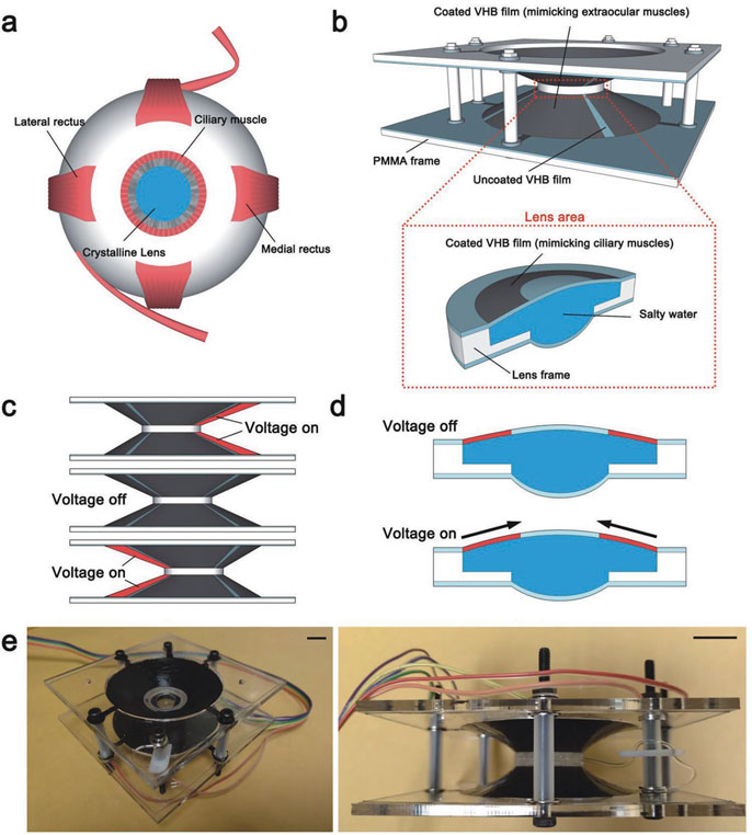 Diagram of how the soft machine works