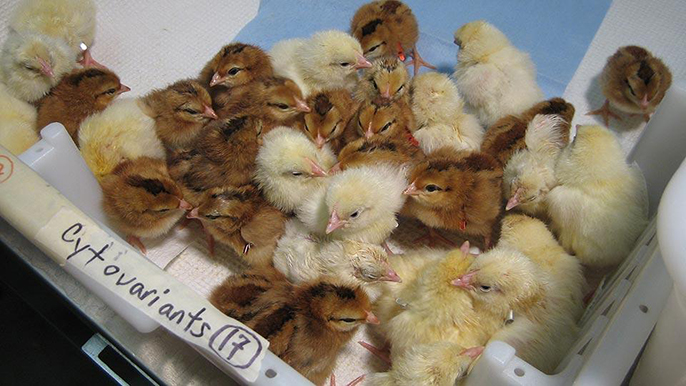 Chicks like these are commonly vaccinated for Marek’s disease while they are embryos still in the egg, providing protection against the deadly disease, which is found in all poultry environments.