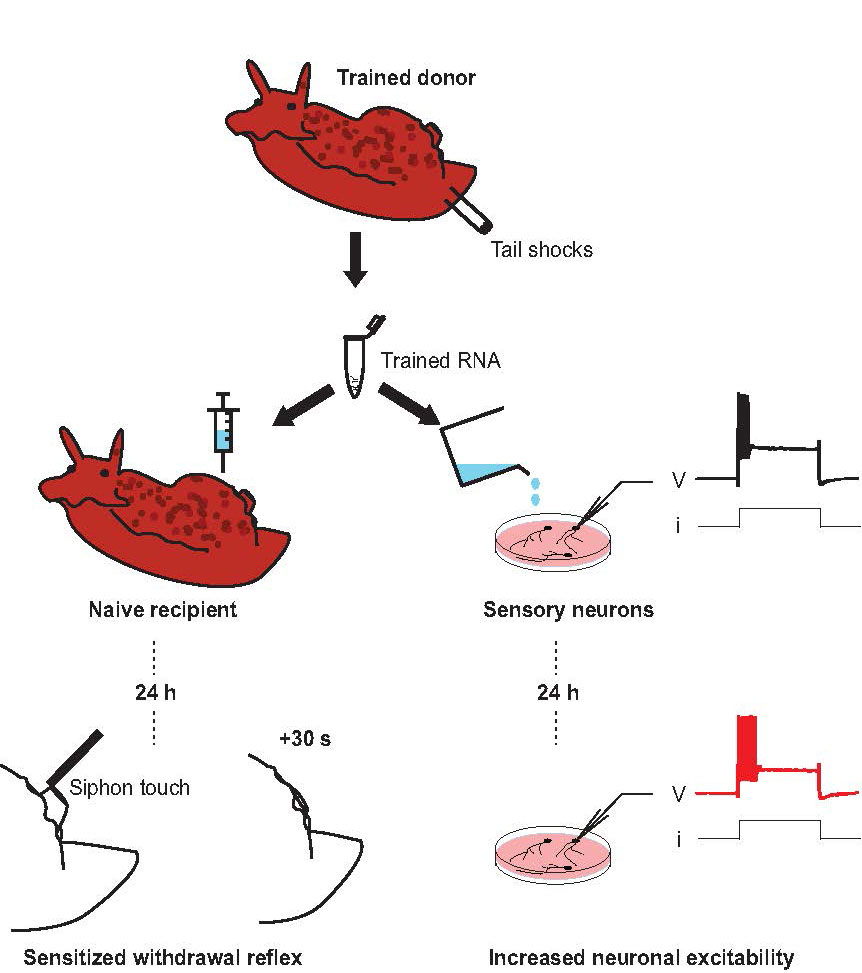 Biologists 'transfer' a memory between snails | University of California