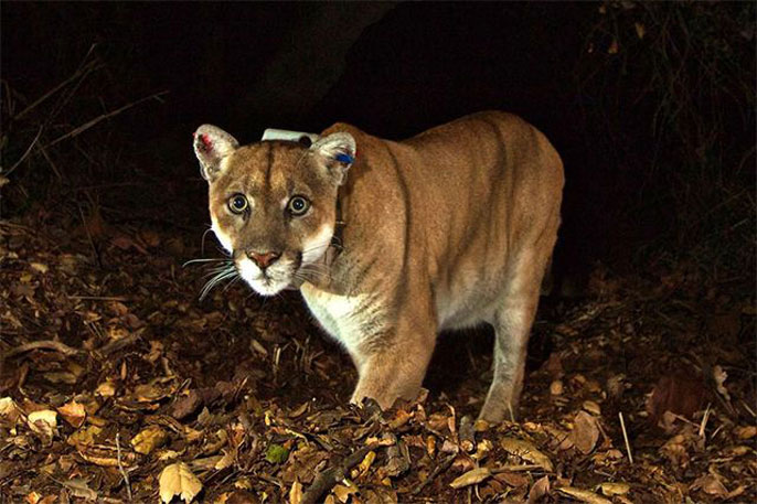 UCLA mountain lion