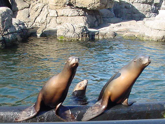 UCLA sea lions