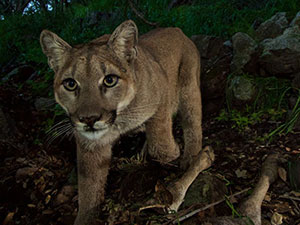 P-32 mountain lion