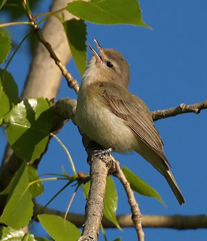 warbling vireo (Eric Bégin/Creative Commons)