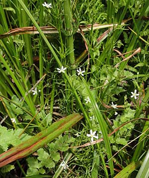 marsh sandwort