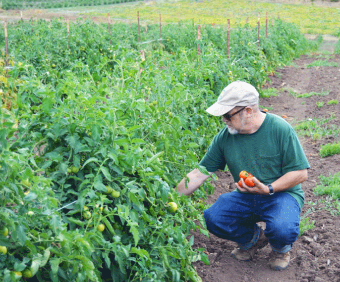UC Santa Cruz alumnus Mark Lipson, who chaired the Organic Working Group at the U.S. Department of Agriculture from 2010 to 2014, with some of the dry-framed tomatoes grown at Molino Creek Farm.