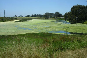 algae in Elkhorn Slough