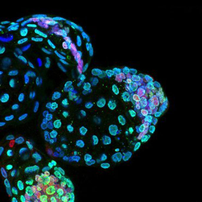 Mice cells. Euploid blastocysts by age.