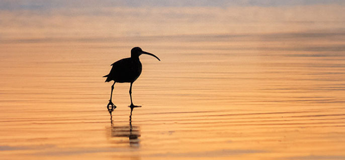 Whimbrel on a Northern California beach