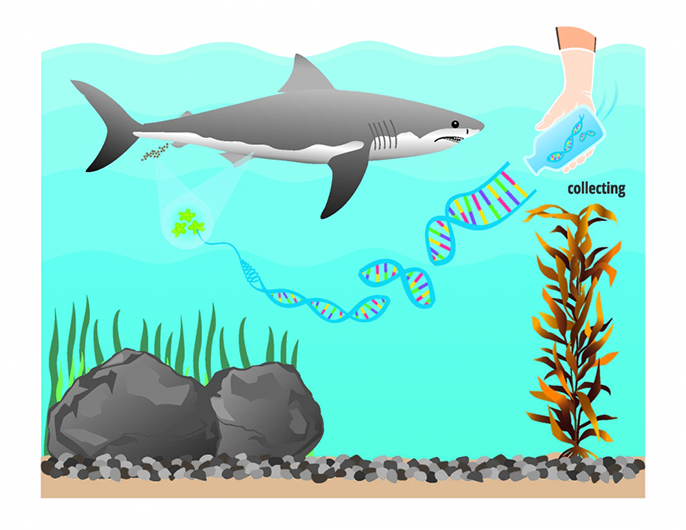 Environmental DNA collection and sequencing can detect the general presence of white sharks