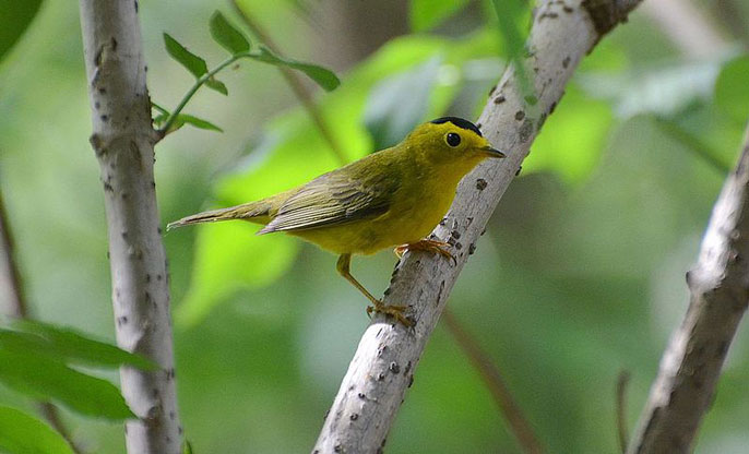 Wilson's warbler UCLA