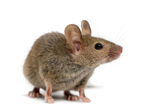 Wood mouse Wood mouse